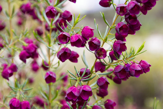 Boronia