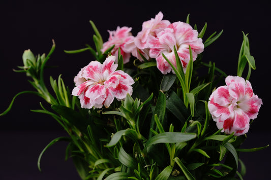 Divine Carnation