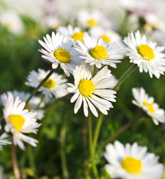 German Blue Chamomile