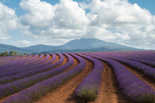 Lavender in Focus