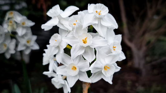 Jonquil