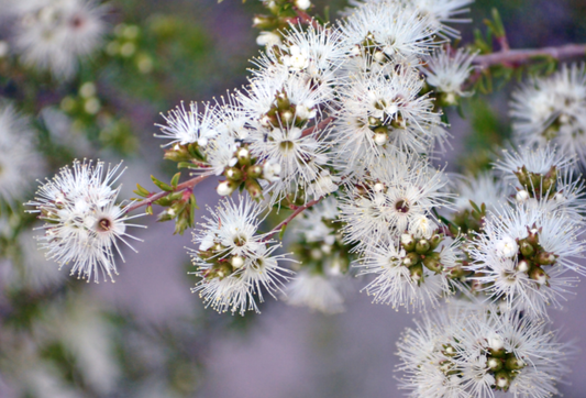Kunzea