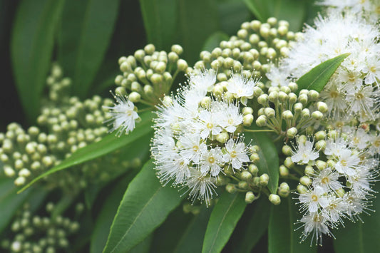 Lemon Myrtle