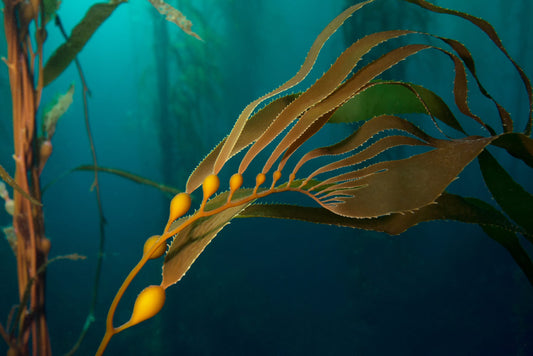 Seaweed