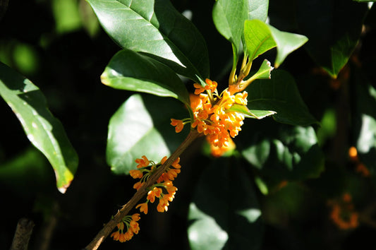 Osmanthus