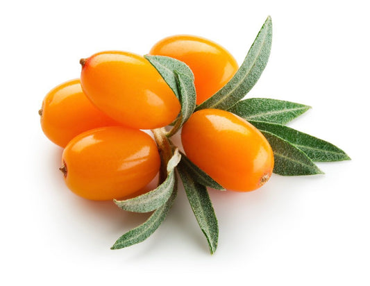 Sea Buckthorn