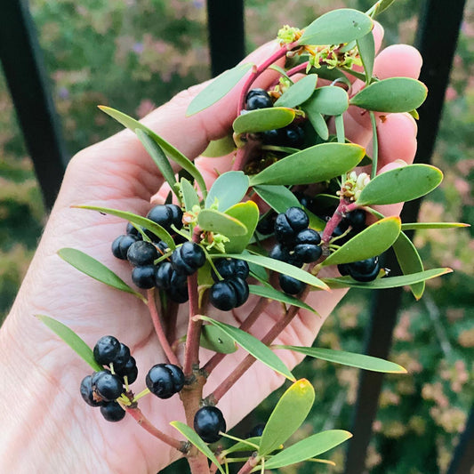 Tasmanian Native Pepperberry