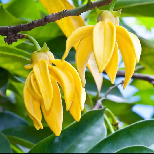 Ylang Ylang Flower