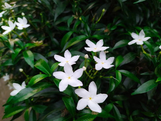 Jasmine