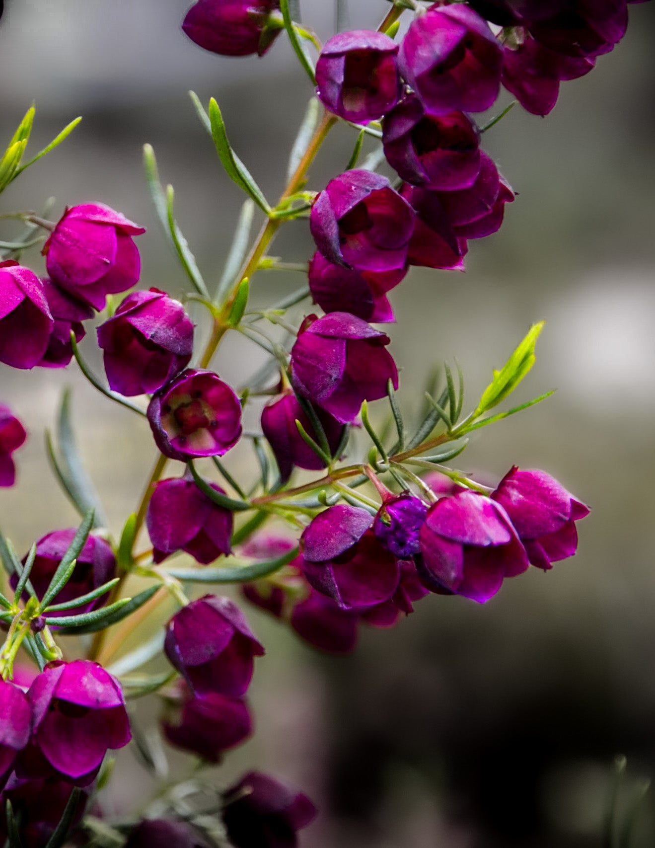 Native Tasmanian Boronia plant with its beautiful and vibrant pink and purple flowers. Used in Malano skincare, perfume, soap, conditioner and interior sprays.