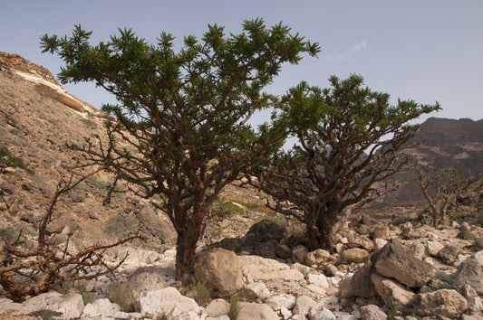 Fabulous Frankincense