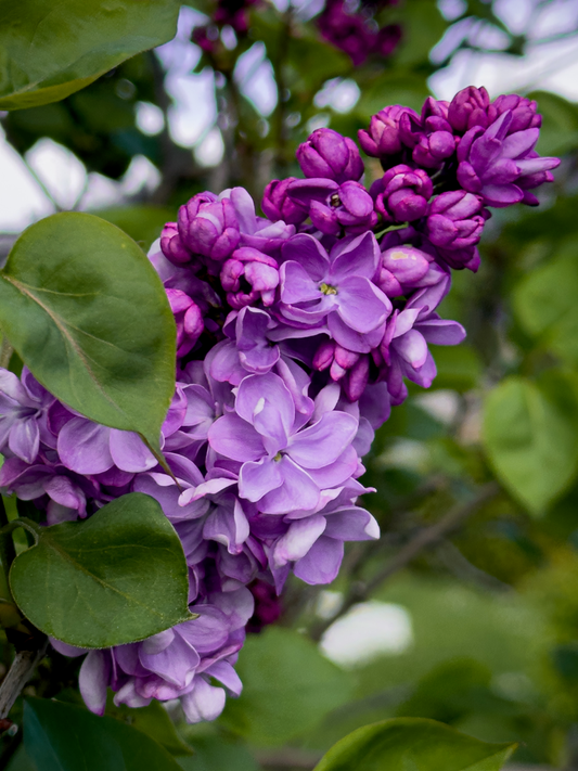 Luscious Lilac