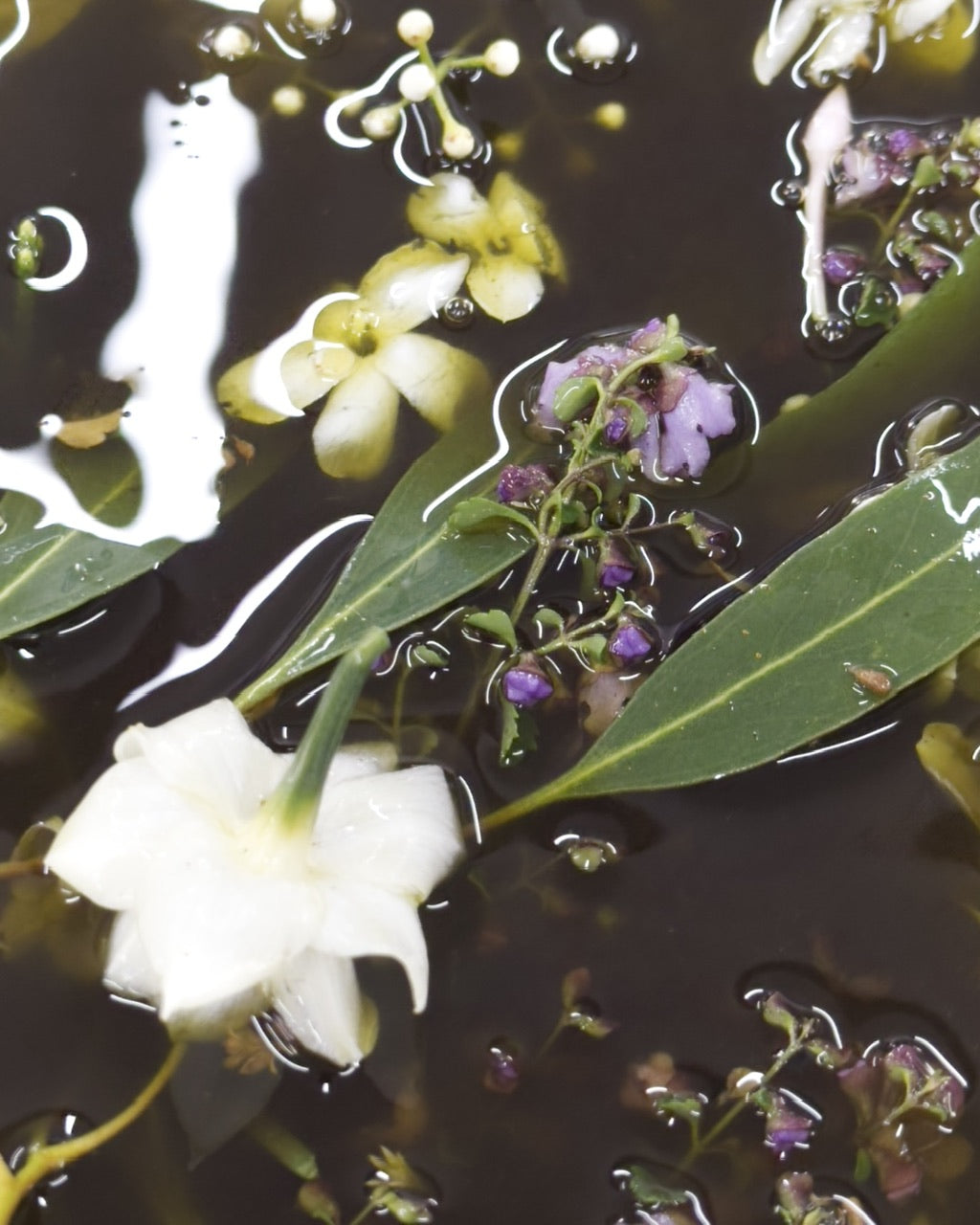 Flowers being Macerated for Malano’s Tasmanian Perfume