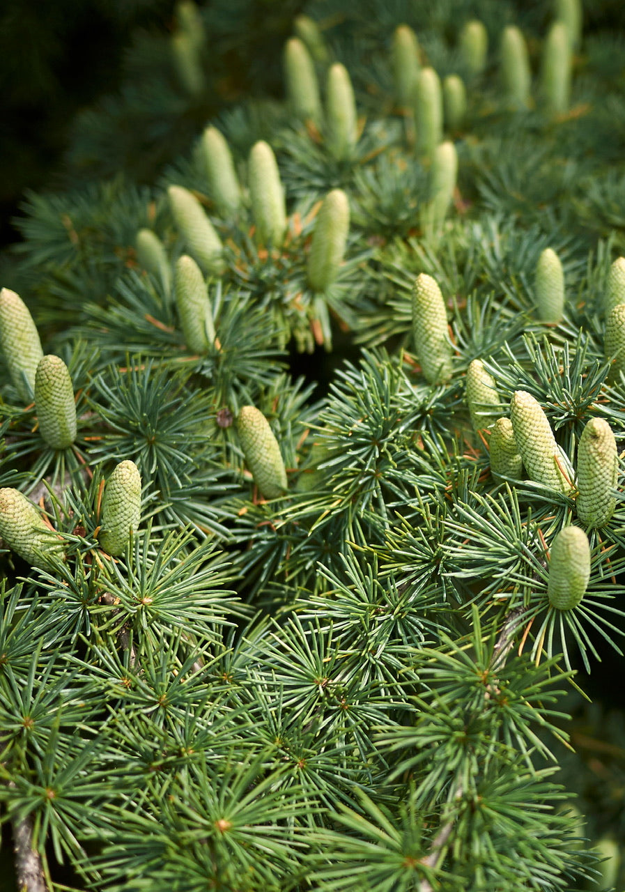 Beautiful fragrance green Cedarwood plant with pine cones ontop lightly lit by the sun. 