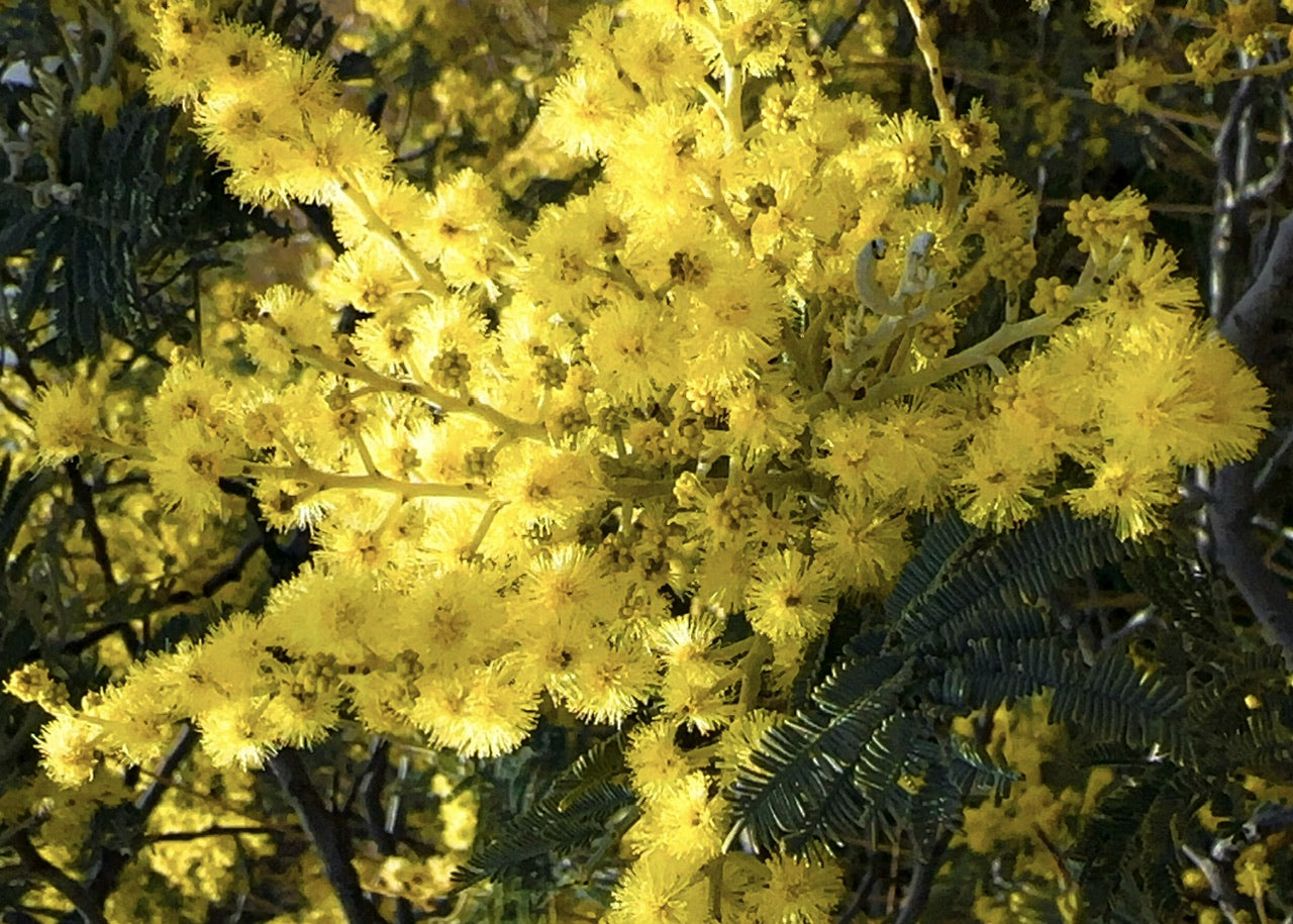 Close-up of a silver wattle tree with its bright yellow flowers with green leaves soaking up the sunshine.